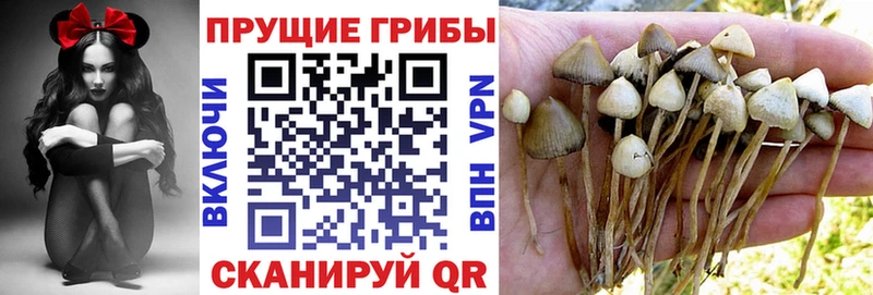 Псилоцибиновые грибы Cubensis  Ростов 